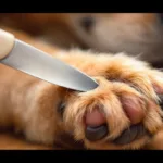 scopri il trucco innovativo per tagliare le unghie del tuo cane senza forbici né lima, in modo semplice e sicuro per unghie sempre perfette.